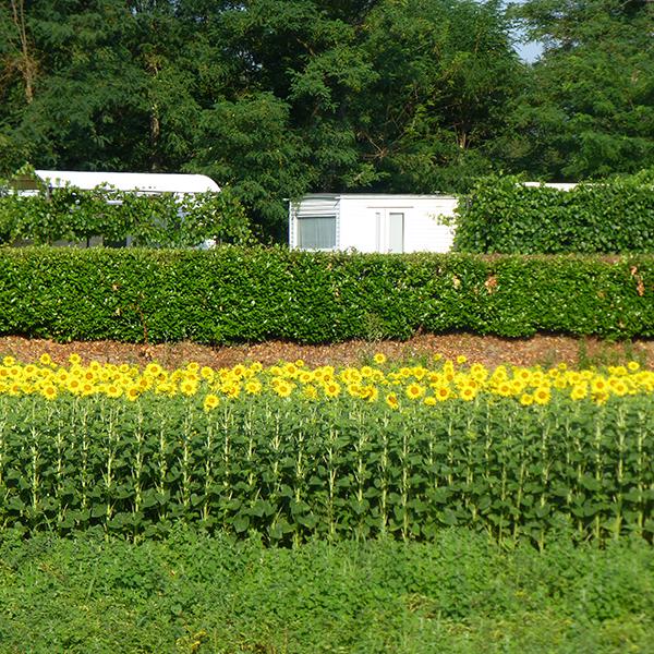 Camping Sud Ardèche - Rosières en Ardèche