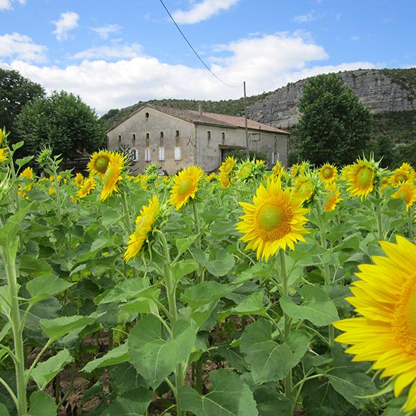 Camping Sud Ardèche - Rosières en Ardèche