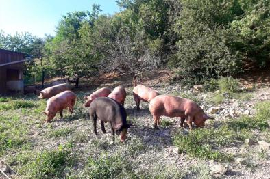 LA FERME DES 2 SOURCES LA FERME DES 2 SOURCES