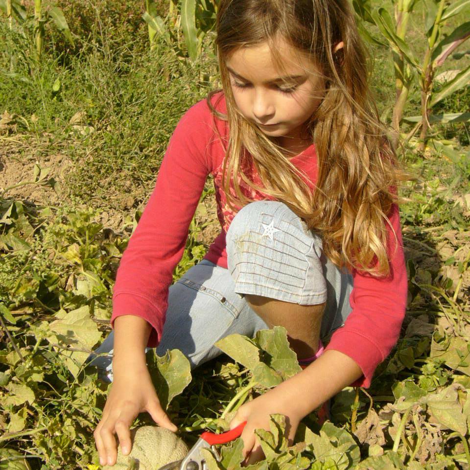 La ceuillette du melon